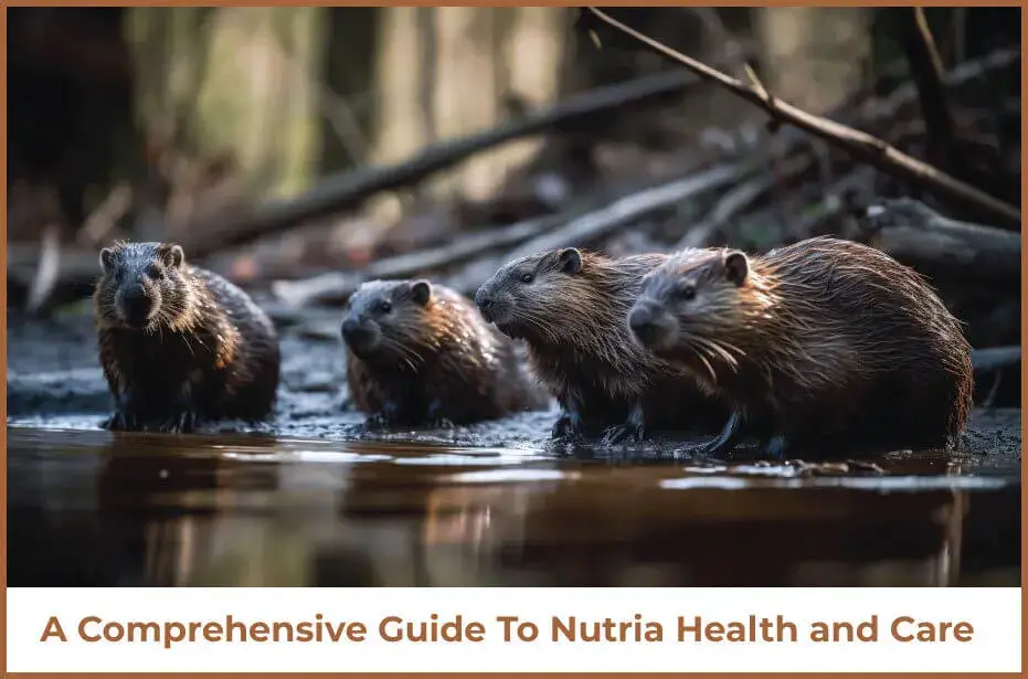 Nutria Health and Care