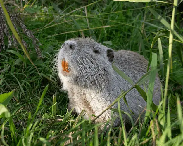 Symptoms OF Nutria Illness