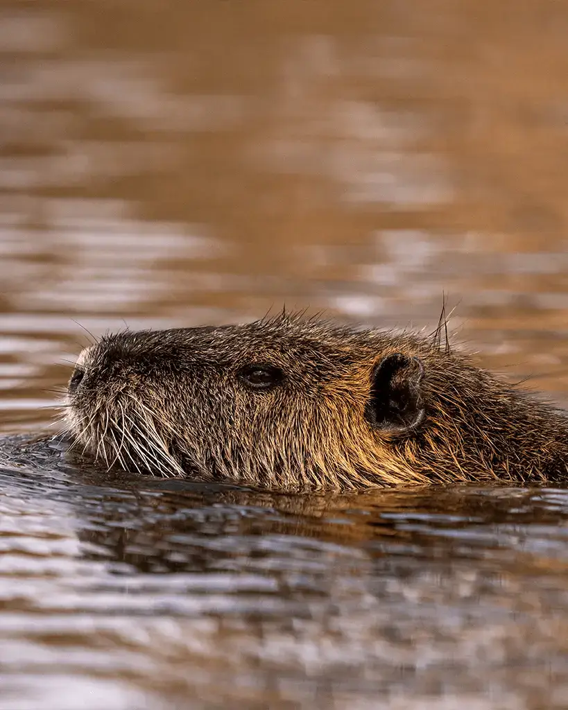 Neuty, a family's pet nutria