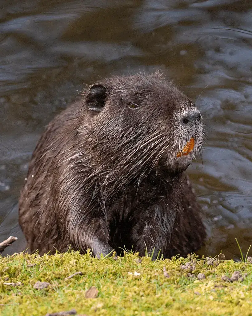 Nutria: Eco-friendly And Resourceful Herbivores