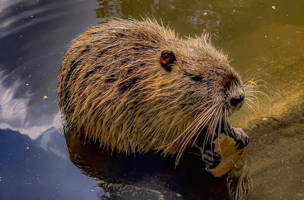 Nutria Animal Facts