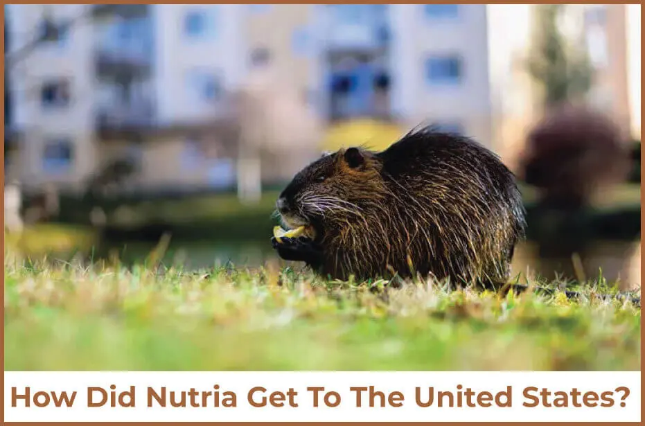 How Did Nutria Get To The United States