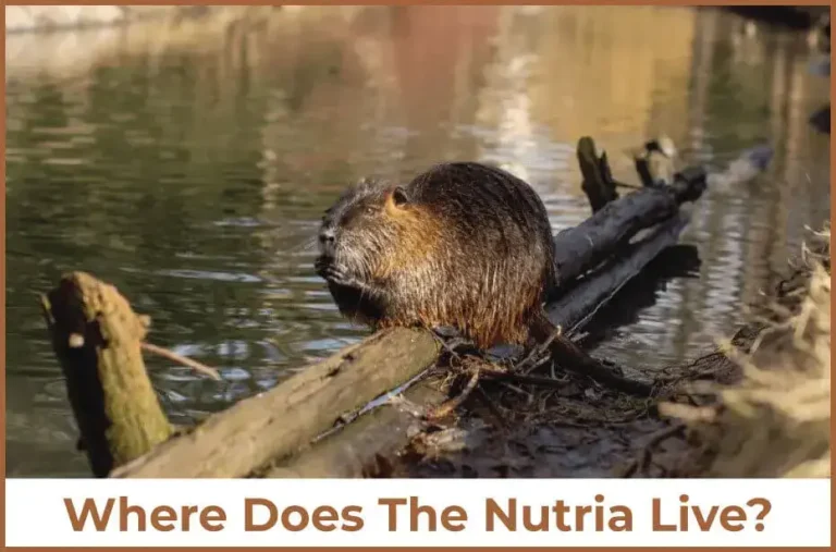 Where Does The Nutria Live