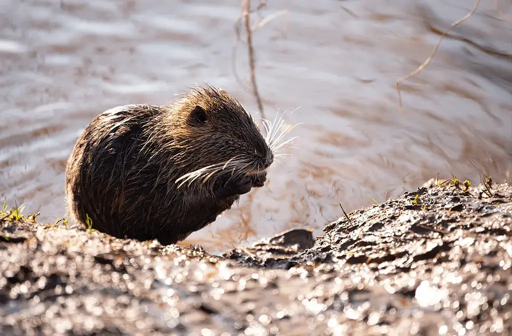 Nutria Damage Prevention and Control Methods