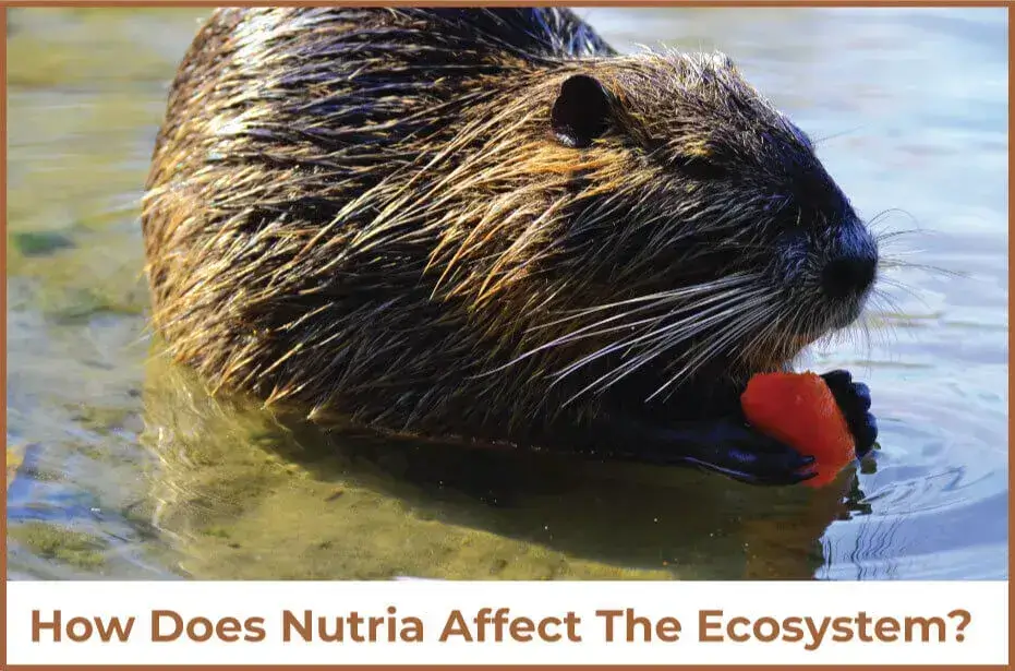 Nutria Affect The Ecosystem