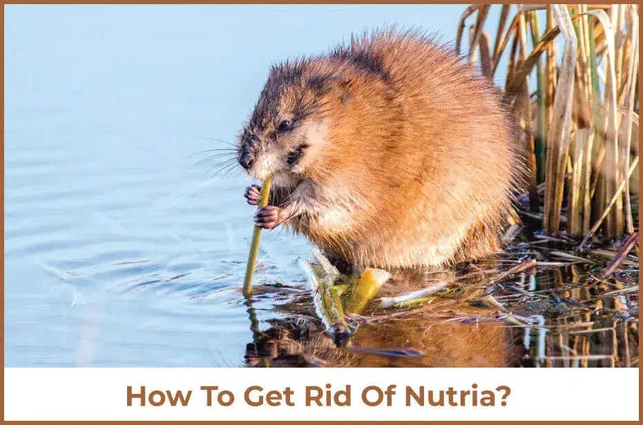 Rid Of Nutria